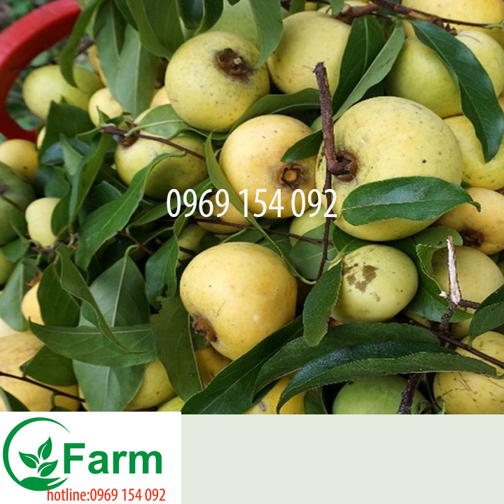 Cây thị giống  tặng thêm cây mặc định