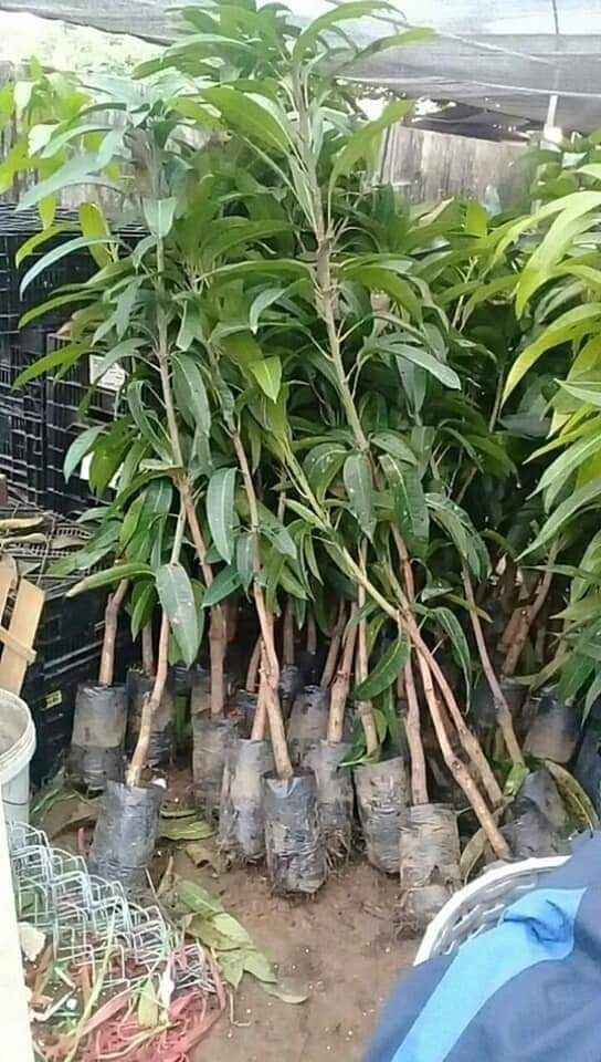 CÂY XOÀI THÁI LAN (trồng chậu)