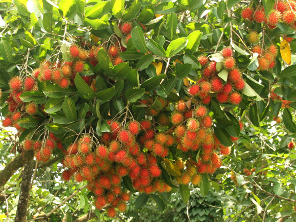 Chôm chôm JAVA (chôm chôm tróc) siêu ngon, cây giống nhập khẩu indo