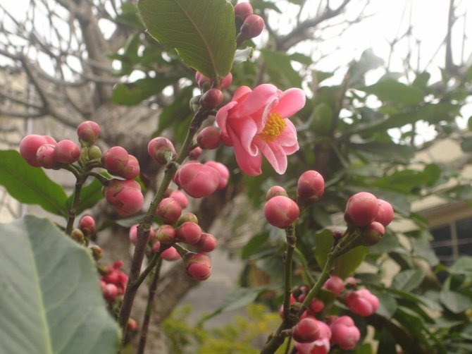 cây giống HOA HẢI ĐƯỜNG ĐỎ KÉP
