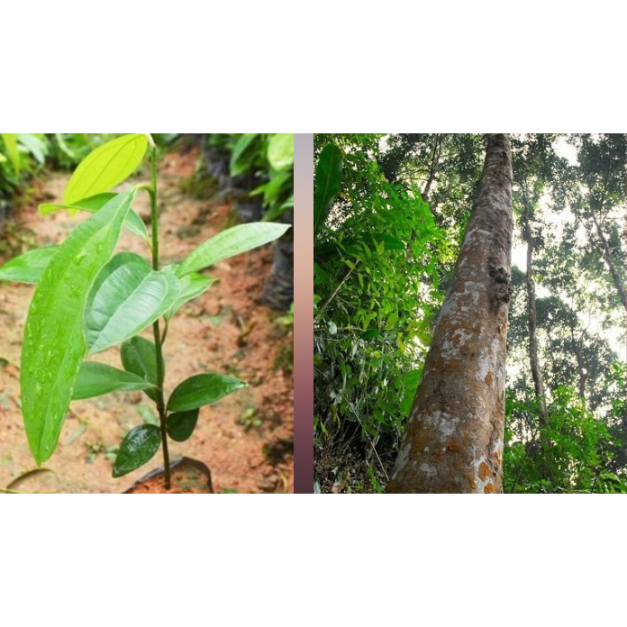 cây quế giống - cam kết chuẩn giống
