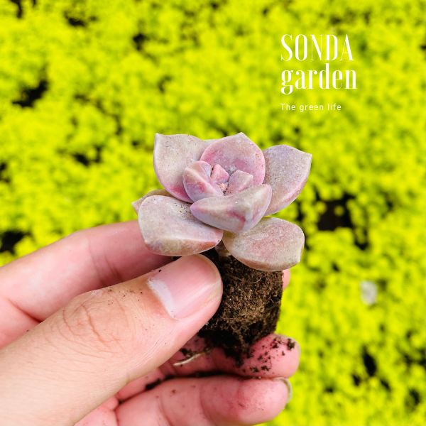 SEN ĐÁ HỒNG MẬP SIZE MINI LỖI 1 ĐỔI 1