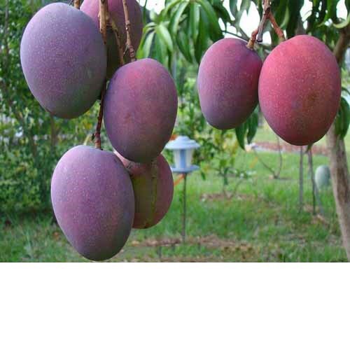 cây giống xoài tím