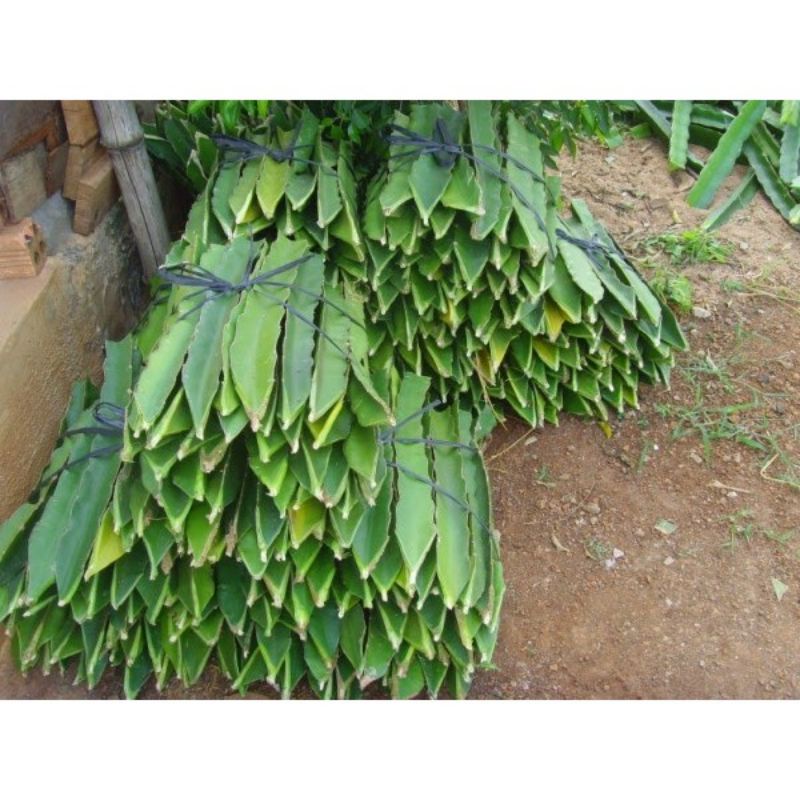 4 cành (tặng 1 cành) giống thanh long vỏ vàng