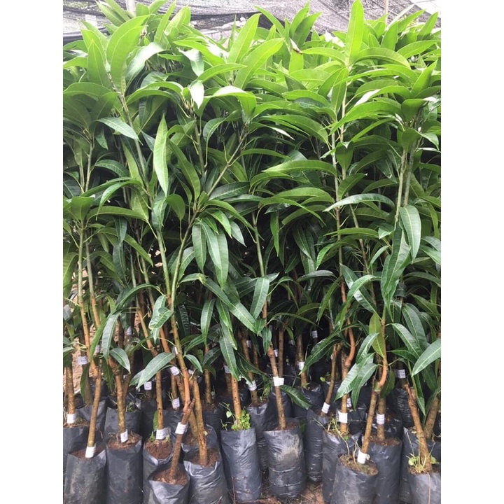 CÂY GIỐNG XOÀI TÍM F1