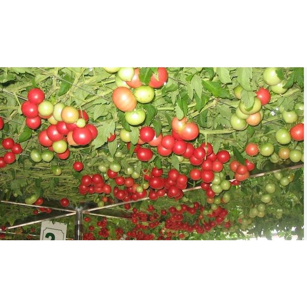 30 Hạt giống cà chua chùm leo giàn - cà chua bạch tuộc