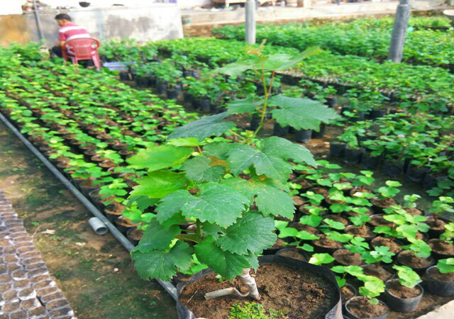 cây giống Nho Hạ Đen (Không Hạt)