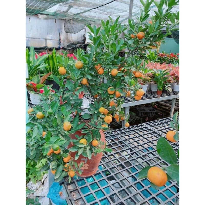 Chậu Cây Tắc Kiểng 1m