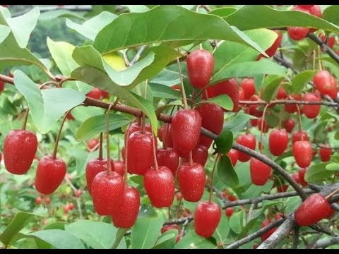 Cây giống Nhót Ngọt Mỹ