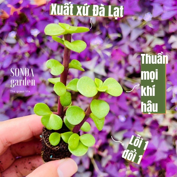Sen đá đô la size mini, lỗi 1 đổi 1