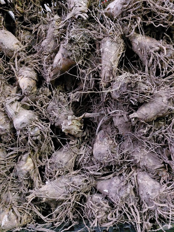 Combo 10 củ giống hoa huệ mưa