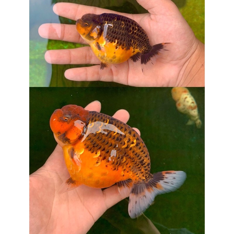 Thức ăn cá vàng (Cám Nhật Phong dành cho cá vàng Goldfish) gói 1kg