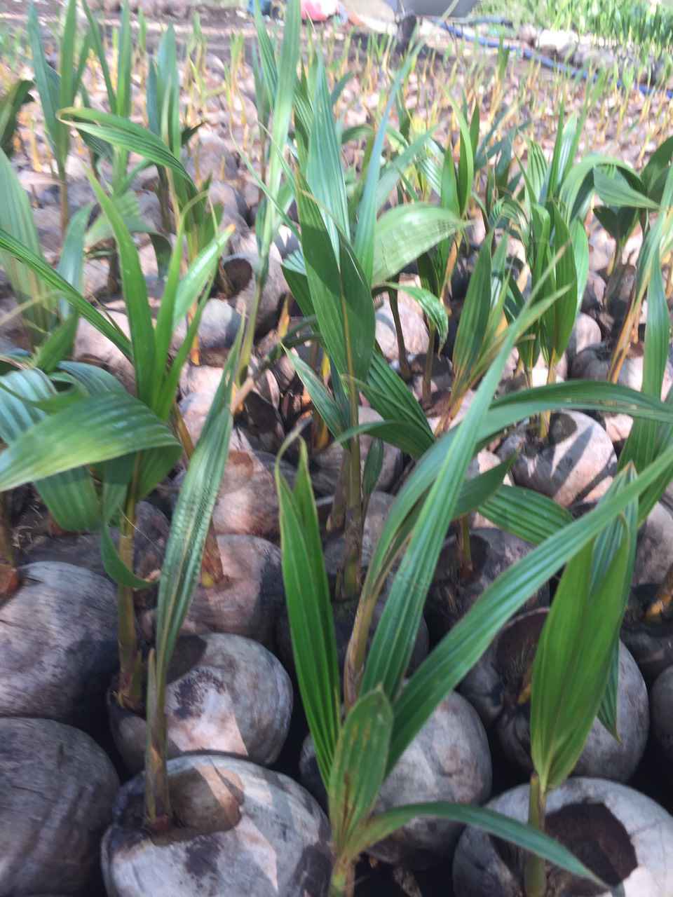 Cây Dừa Xiêm Dứa Lùn Giống