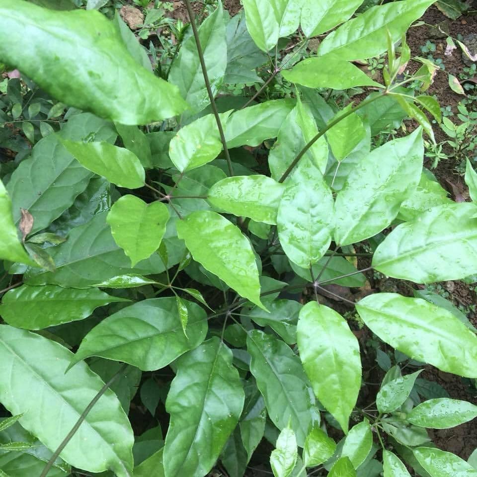 cây lá đắng (lá lục lẳng)