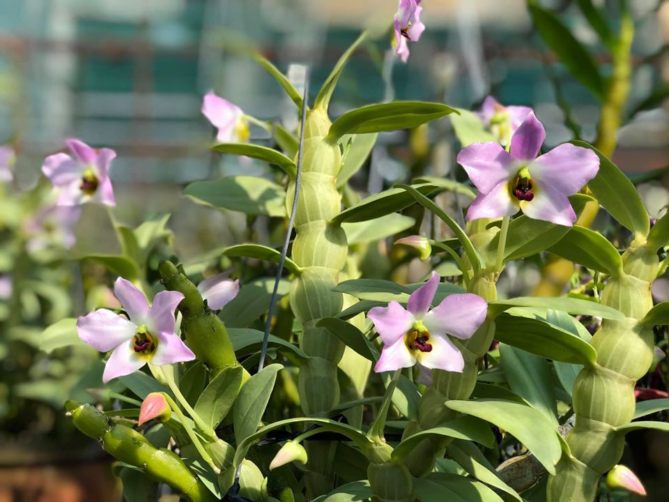 lan rừng Trần Tuấn  20gram(2 khóm) 65k (lan hiếm - hoa tháng 4)