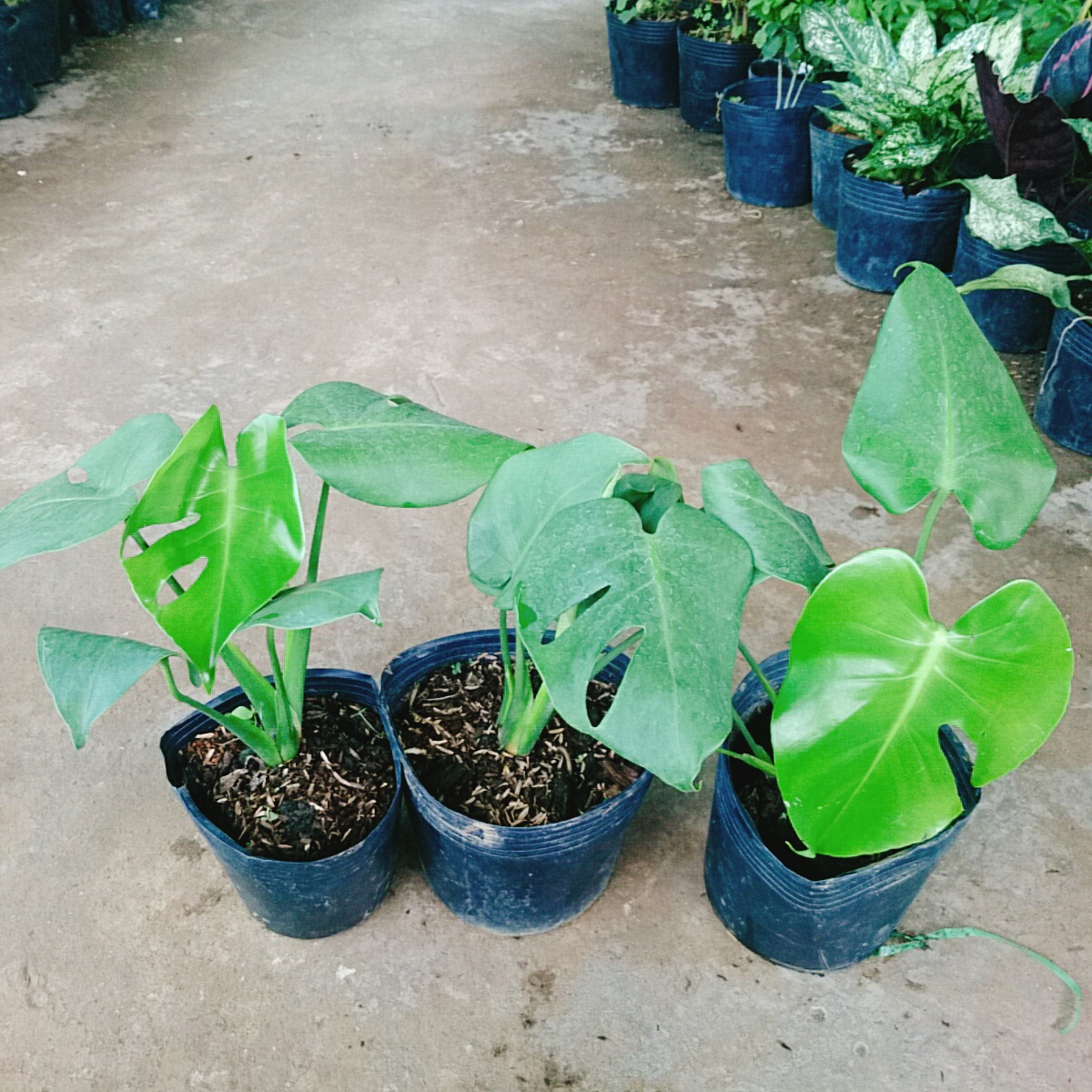 Trầu Bà Lá Xẻ - trầu bà nam mỹ