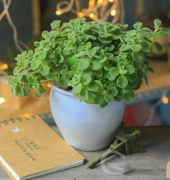Cây Nhất Mạt Hương - Cây Sen Thơm - Sen đá lá thơm