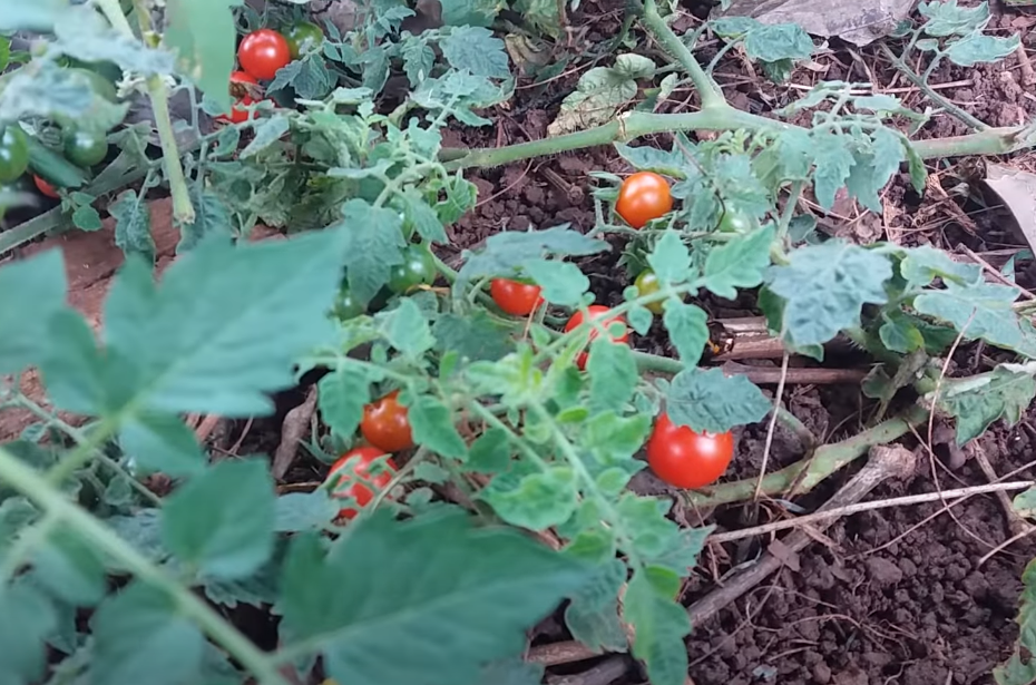 "Gói 20 "Hạt giống cà chua bi rừng ( cà chua bi dại ) [Seeds]
