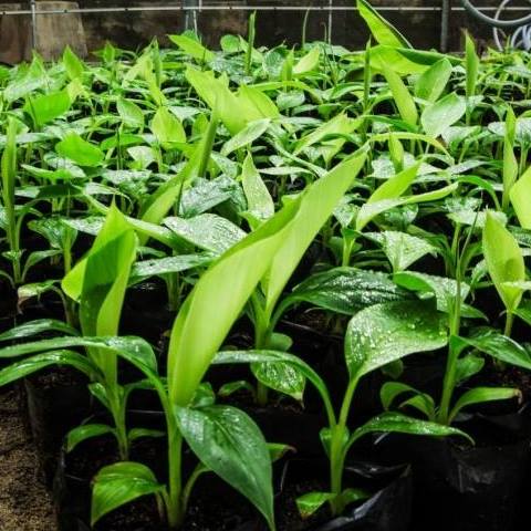 CÂY GIỐNG CHUỐI TÍM CẤY MÔ F1