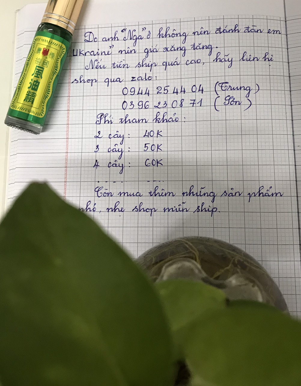 caykiengsadec combo 8 loại trầu bà