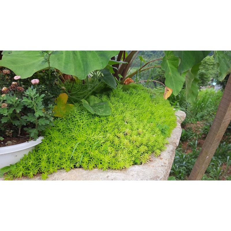 mười giờ Úc