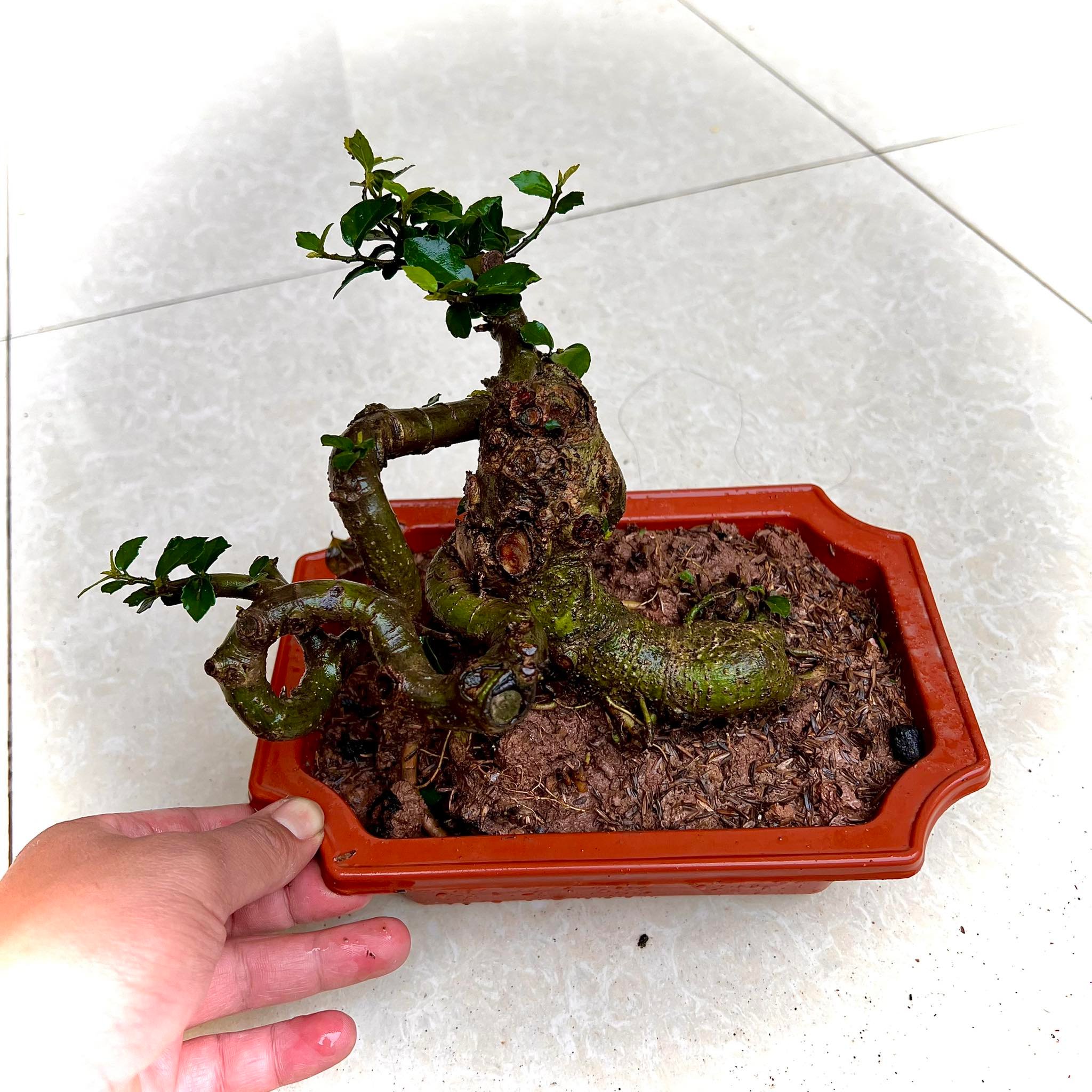 Cây duối bonsai mini để bàn