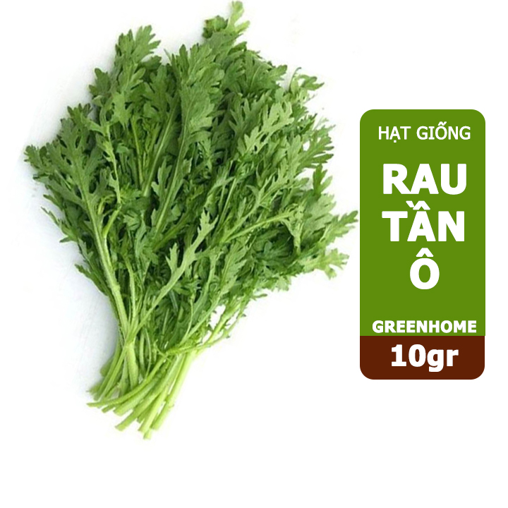 Hạt giống rau Tần ô, gói 10g, cải cúc dễ trồng, thu hoạch nhanh R02