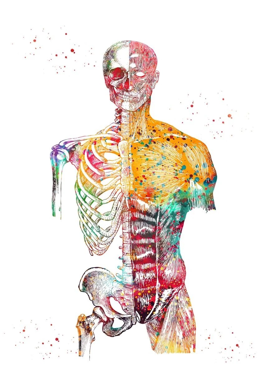 Human Body Anatomy Poster | Human Body Wall Posters | Human Skeleton Anatomy  - Abstract - Aliexpress