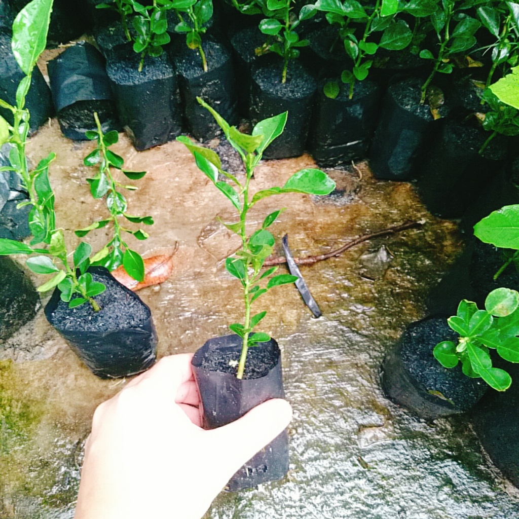 Cây Chúc (chanh thái) - Cây chanh ăn lá ( chanh hấp gà)