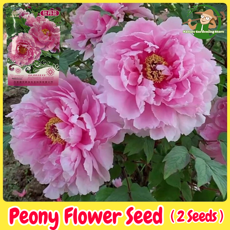 100% Original Rare Peony Flower Seeds for Planting Gardening (2