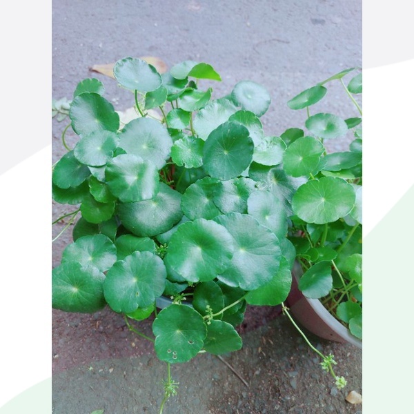 Co dong tien