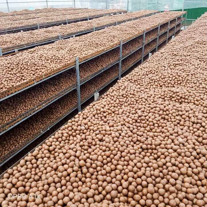 Macca Đak Lak Sấy Loại 1 (500Gr)