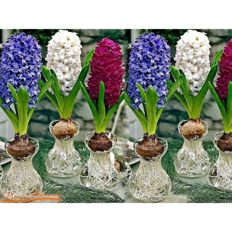 Củ hoa tiên ông giá sỉ(10 củ) HOA TẾT