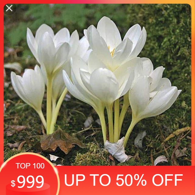 1 Củ hoa nghệ tây saffron
