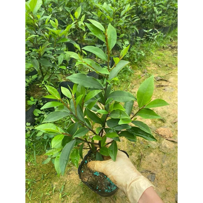 Cây lan tiêu bầu bát ( ảnh thật)