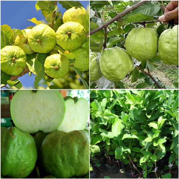 Cây giống ỔI KHÔNG HẠT PHUGI