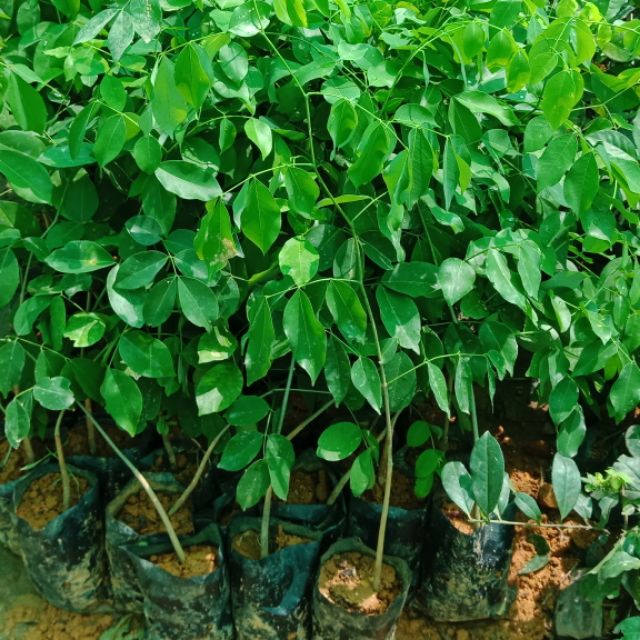 Cây Giáng Hương - cây giống