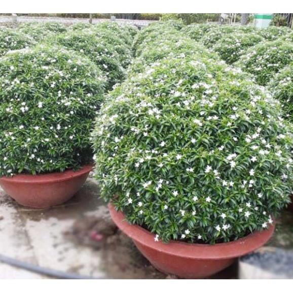 Cây lớn mai vạn phúc siêu đẹp siêu rẻ , cam kết uy tín chất lượng