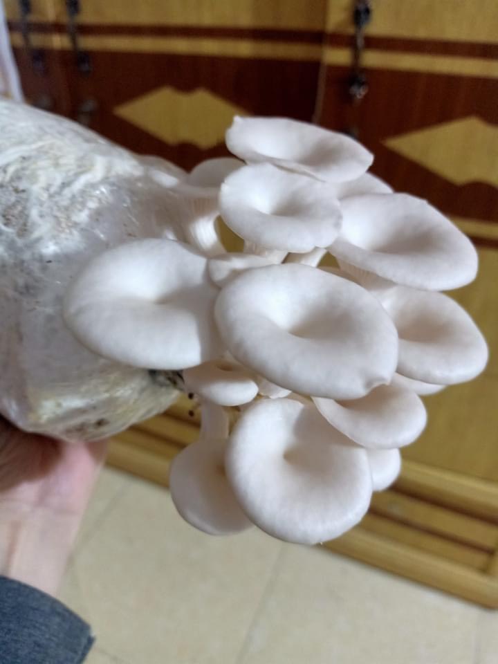 Phôi nấm Sò thái (1 kiện 9 bịch)