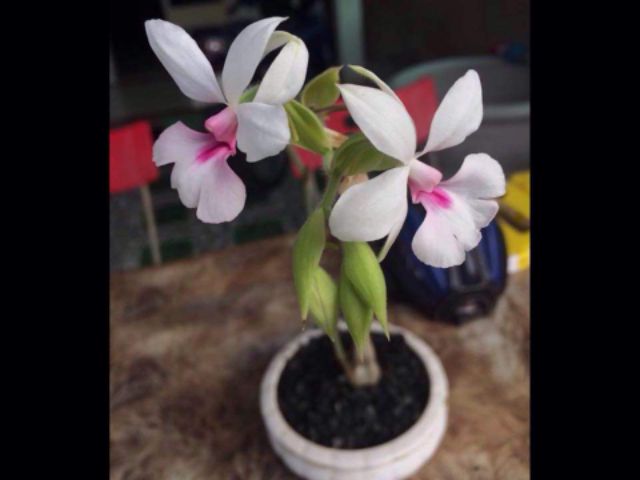Củ hoa lan bầu rượu (củ nhỏ)