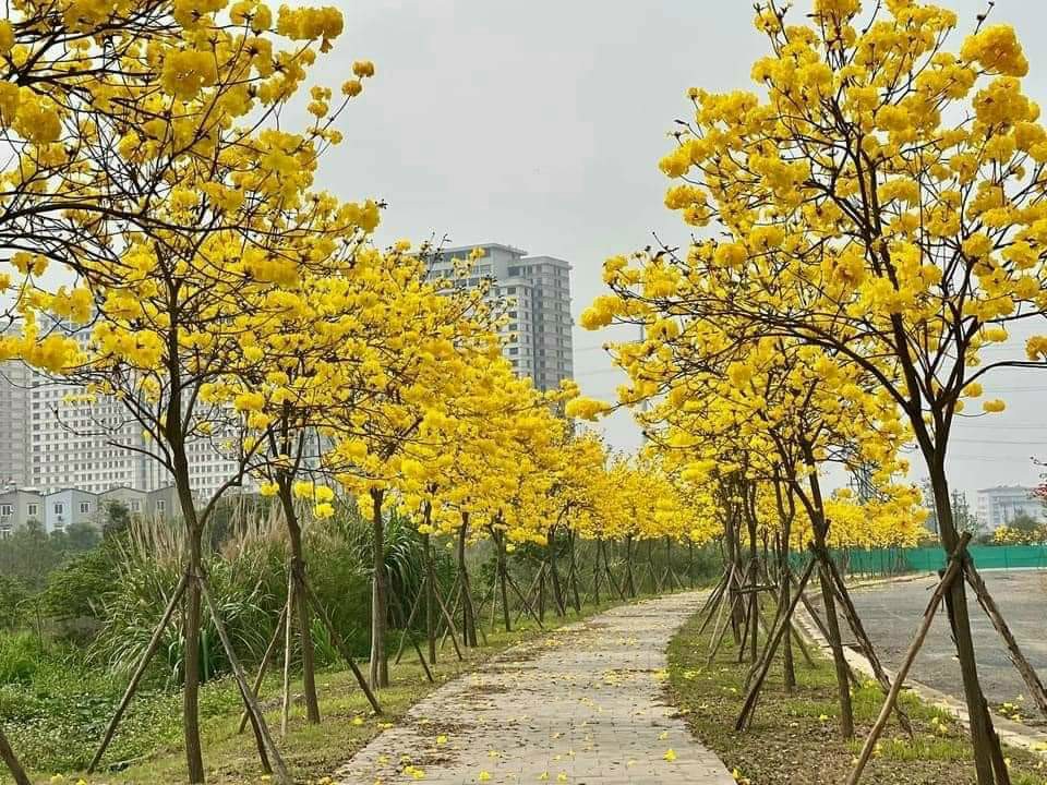 Hạt giống phong linh vàng