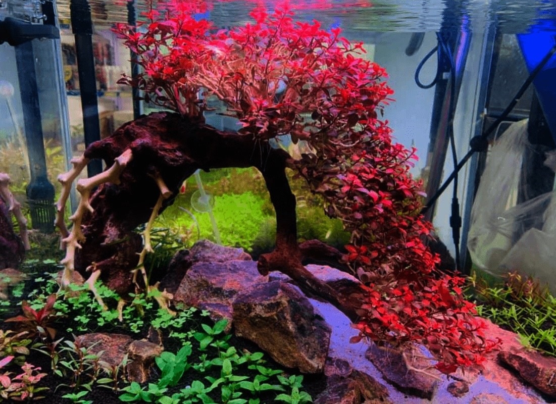 TÂN ĐẾ TÀI HỒNG LÁ NƯỚC  (20 nhánh)