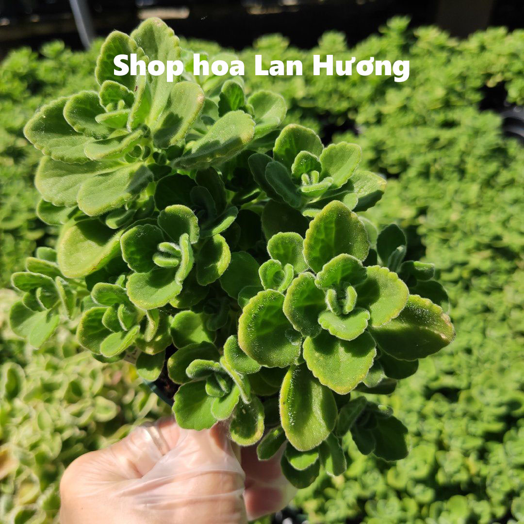Cây Nhất Mạt Hương - Cây Sen Thơm - Sen đá lá thơm