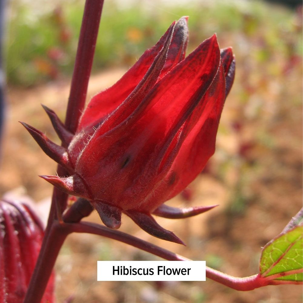 [Banyan Botanicals] Hibiscus Powder - Bột hoa dâm bụt