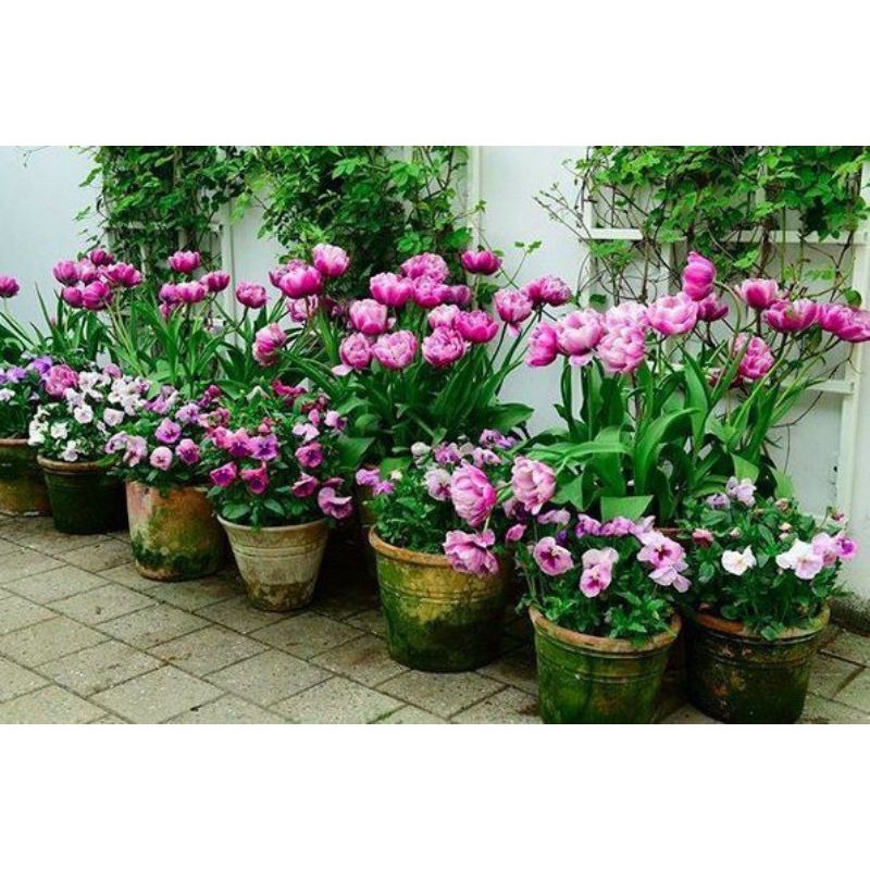 Củ hoa tuylip(1 củ) HOA TẾT