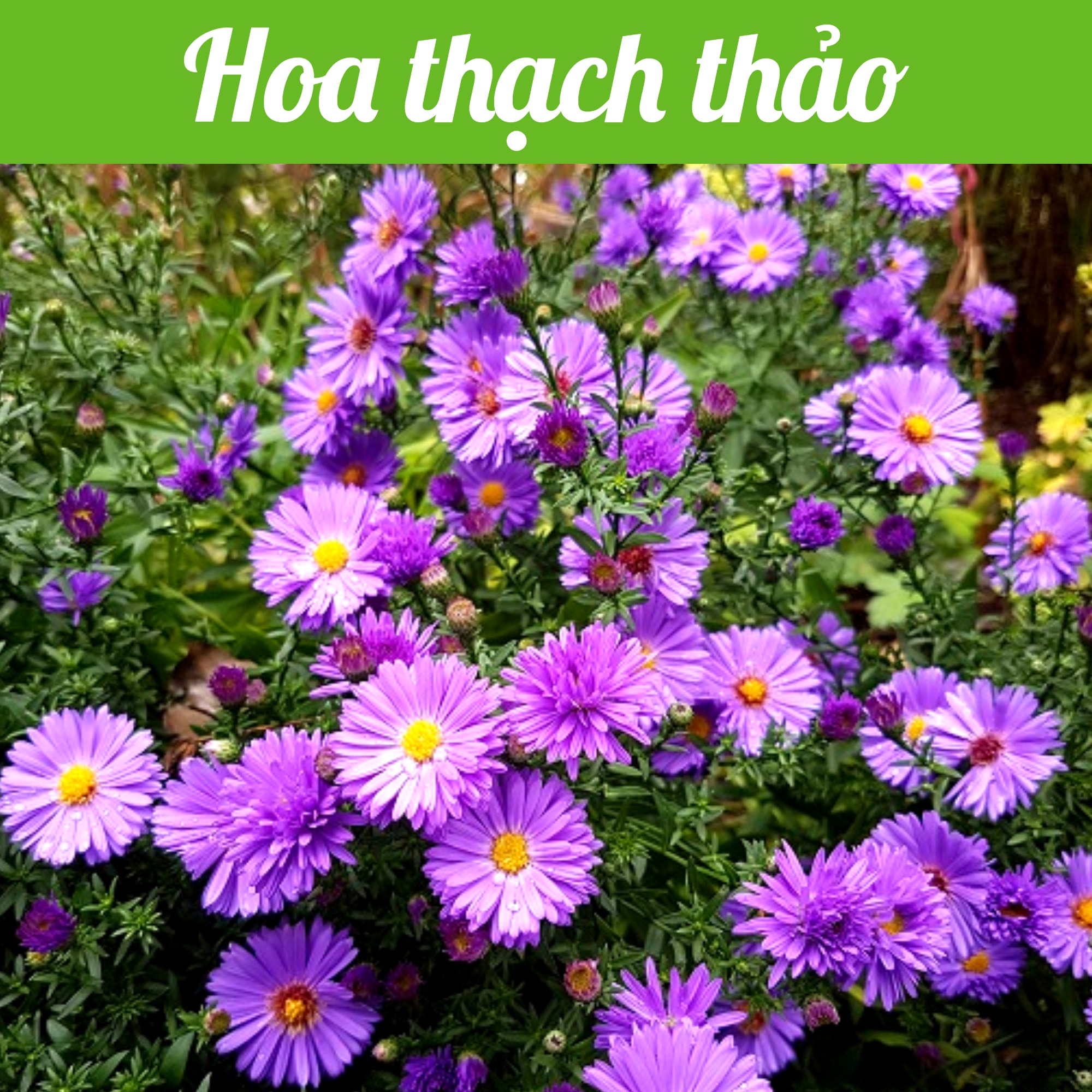 Hạt giống Hoa Thạch Thảo Hà Lan (Rado 916) gói 0,2gr