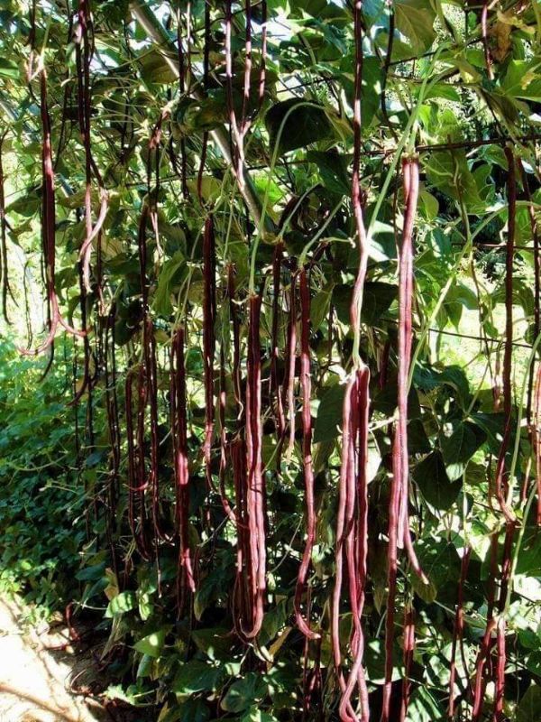 Hạt giống đậu đũa đỏ Thái Lan