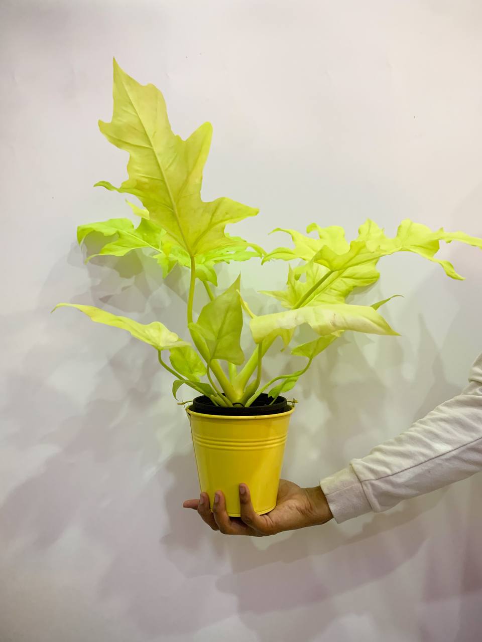 Philodendron Warscewiczii Aurea / Philodendron Selloum Gold | Lazada