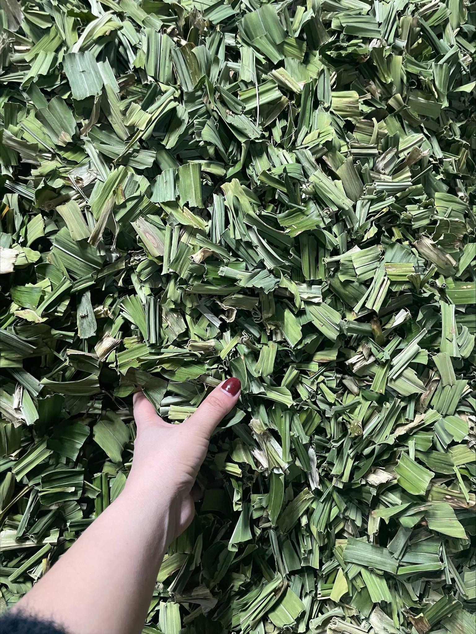 100GR Lá nếp sấy khô ( lá dứa sấy khô)