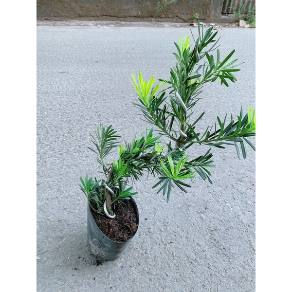 Tùng La Hán Bonsai